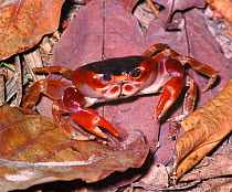 Common land crab {Gecarcinus ruricola} on leaves. Barbados, West Indies.