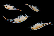 Fairy shrimps {Brachinecta sp.} swimming. Captive. UK.