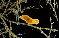 1mm long Marine flatworm {Platyhelminthes sp.) among filamentous algae. Captive, UK.