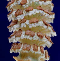 Meadow horsetail {Equisetum pratense} cone empty of spores. UK.