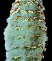 Meadow horsetail {Equisetum pratense} cone with expanded spores. UK.