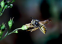 Common wasp {Vespula vulgaris} landing on figwort flower, UK.