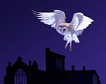 Barn owl {Tyto alba} flying over ruined abbey at night. Captive, UK.