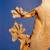 Feet of a Flying gecko {Ptchozoon homalocephalum}. Captive, UK.