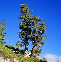 Douglas fir tree {Pseudotsuga menziesii} in Utah, USA.