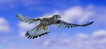 Kestrel {Falco tinnunculus} in flight. Captive, UK.