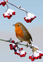 Digital composite - Robin {Erithacus rubecula} singing from Cotoneaster bush, UK.