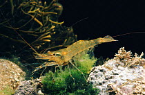 Common prawn {Palaemon serratus}. UK.