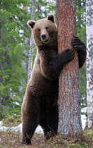Brown bear {Ursus arctos} hugging a pine tree. Finland.