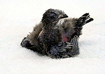 Common swift {Apus apus} nestling. Captive, UK
