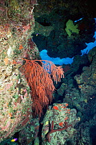 Red whip coral {Ellisella sp} Bahamas
