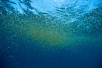 Sea thimble jellyfish swarming {Linuche unguiculata} Bahamas