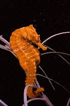 Longsnout seahorse {Hippocampus reidi} Florida, USA.