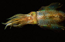 Caribbean reef squid {Sepioteuthis sepioidea} showing skin chromatophores. St Kitts,
