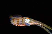 Caribbean reef squid {Sepioteuthis sepioidea} St Kitts, Caribbean