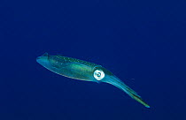 Caribbean reef squid {Sepioteuthis sepioidea} Cayman Is, Caribbean