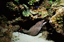 Spotted moray eel {Gymnothorax moringua} Mexico
