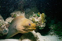 Green moray eel {Gymnothorax funebris} + Cleaner goby {Gobiosoma oceanops} Belize
