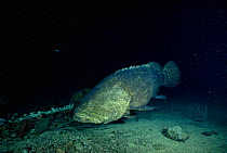 Goliath grouper / Jewfish {Epinephalus itajara} British Virgin Is, Caribbean wreck of