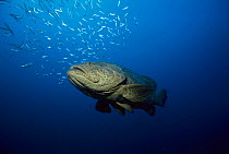 Goliath grouper / Jewfish {Epinephalus itajara} Gulf of Mexico