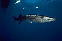 Great barracuda {Sphyraena barracuda} Atlantic