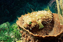 Web burrfish {Chilomycterus antillarum} hiding in Barrel sponge {Xestospongia muta} FL,