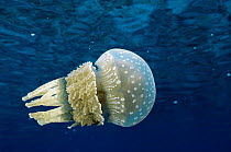 Papuan jellyfish {Mastigias papua} Bikini atoll, Marshall Is, Micronesia