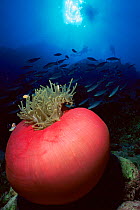 Magnificent anemone {Heteractis magnifica} Flinders Reef, Queensland, Australia