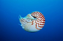 Chambered / Pearly nautilus {Nautilus pompilius} Indo-pacifi