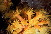 Orange cup coral feeding {Tubastraea coccinea}