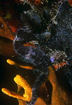 Longsnout seahorse {Hippocampus reidi} camouflaged against dark background, Caribbean