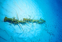 Spiny lobsters {Panulirus argus} annual migration from juvenile to adult habitat, Bahamas