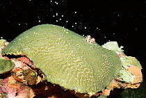 Brain coral {Pseudodiploria strigosa} mass spawning, Texas, Gulf of Mexico