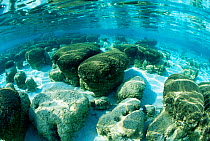 Living Stromatolites (Limestone accretion formed by cyanobacteria} Shark Bay, Western Australia