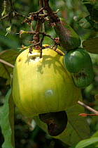 Cashew nut fruit {Anacardium occidentale}. Para State, Brazil.