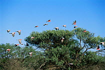 Galah cockatoos / parakeets flying {Eolophus / Cacatua roseicapilla} W Australia