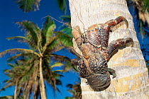 Coconut / Robber crab climbing palm tree {Birgus latro} Palau, Micronesia