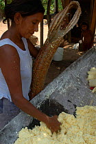 Woman making Cassava / Manioc {Manihot esculenta} flour, Para State, Brazil.