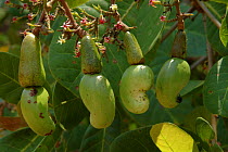 Cashew nut fruits {Anacardium occidentale} Para State, Brazil.