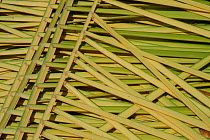 Harvested palm leaves for roofing. Para State, Brazil.