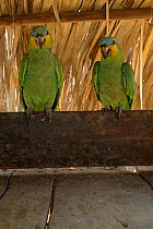 Two pet Orange winged amazon parrots {Amazona amazonica} Para State, Brazil.