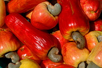 Harvested Cashew nut fruits {Anacardium occidentale} Para State, Brazil.