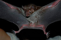 Common vampire bat {Desmodus rotundus} held in hand, Brazil.