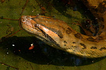 Head Portrait of Anaconda {Eunectes murinus}. Para State, Brazil.