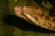 Head portrait of an Anaconda {Eunectes murinus}. Para State, Brazil.