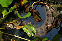 Anaconda {Eunectes murinus} in water. Para State, Brazil.