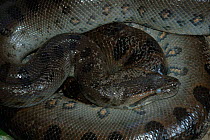 Coiled Anaconda {Eunectes murinus} preparing to slough skin, Para State, Brazil.