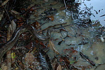 Anaconda {Eunectes murinus} entering the water. Para State, Brazil.