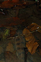 Camouflaged Anaconda {Eunectes murinus} in the water. Para State, Brazil.