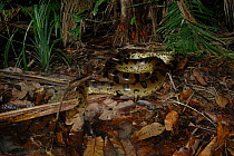 Anaconda {Eunectes murinus} on forest floor. Para State, Brazil.